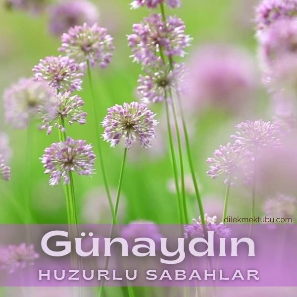 Günaydın mesajı yolla.