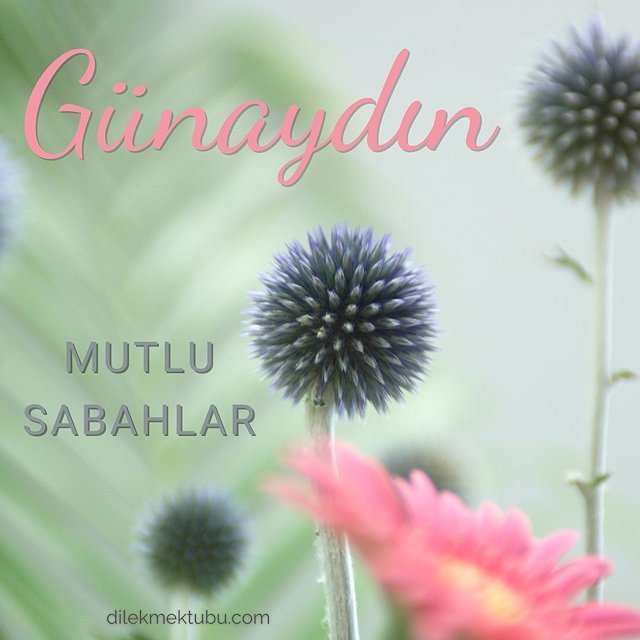 Günaydın tüm dostlara