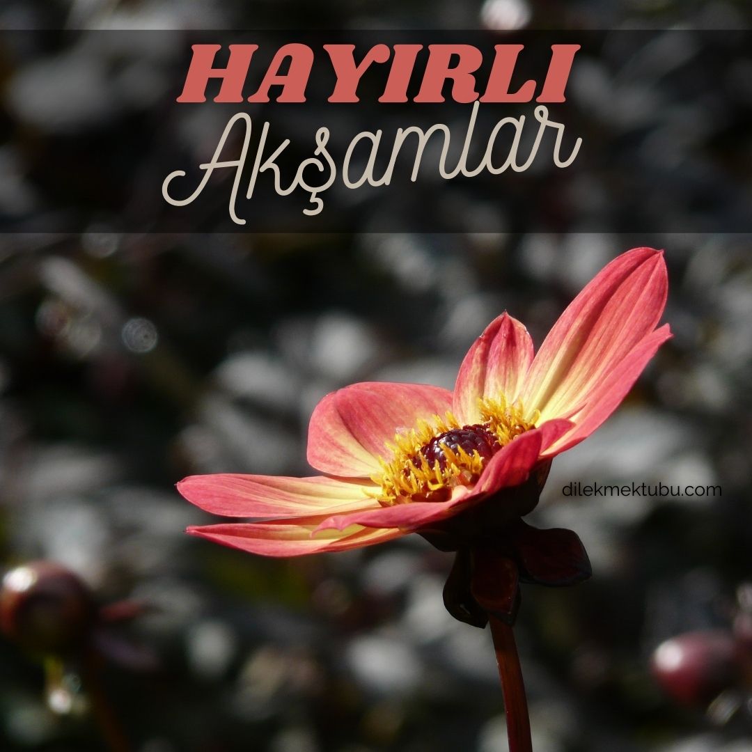 Hayırlı Huzurlu Akşamlar mesajları