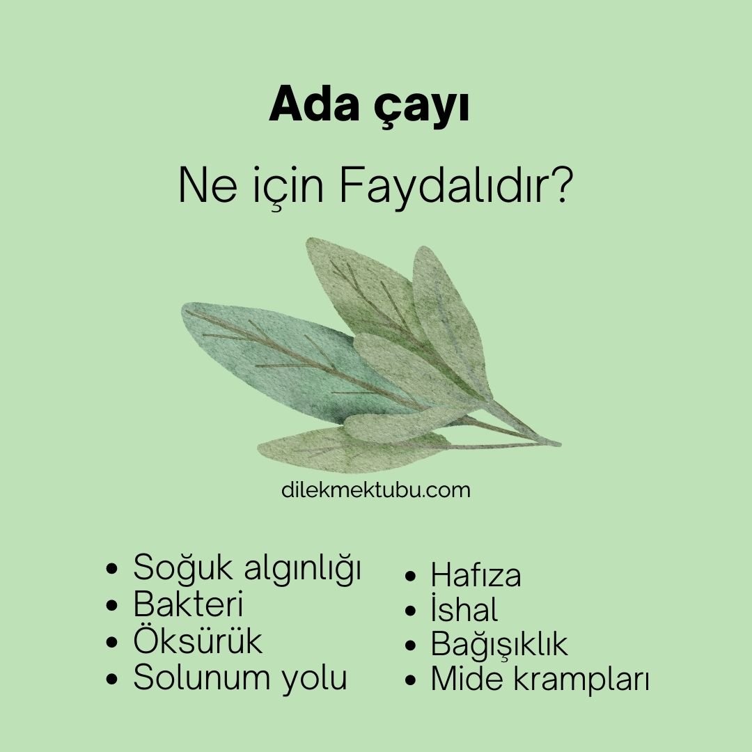 Faydalı Bitki Çayları 
